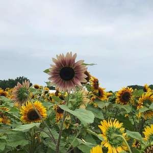 Meet your Posher, Tracey